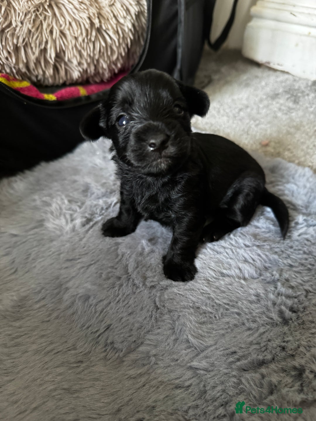 Yorkiepoo dogs for sale: 3 Beautiful Yorkiepoo puppies - Image 3