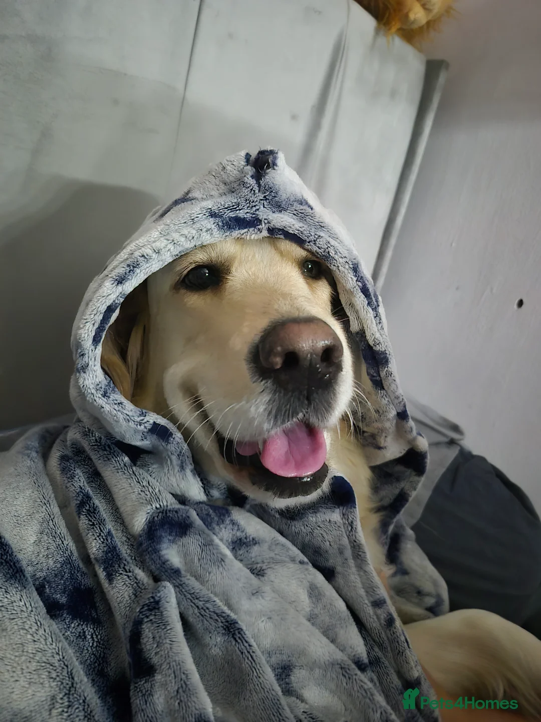 Golden Retriever dogs for sale: Our Bellas first litter x  in Liverpool - Advert 6