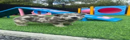 Chow Chow dogs for sale: Genuine exotic colour chowski puppies for sale - Advert 30