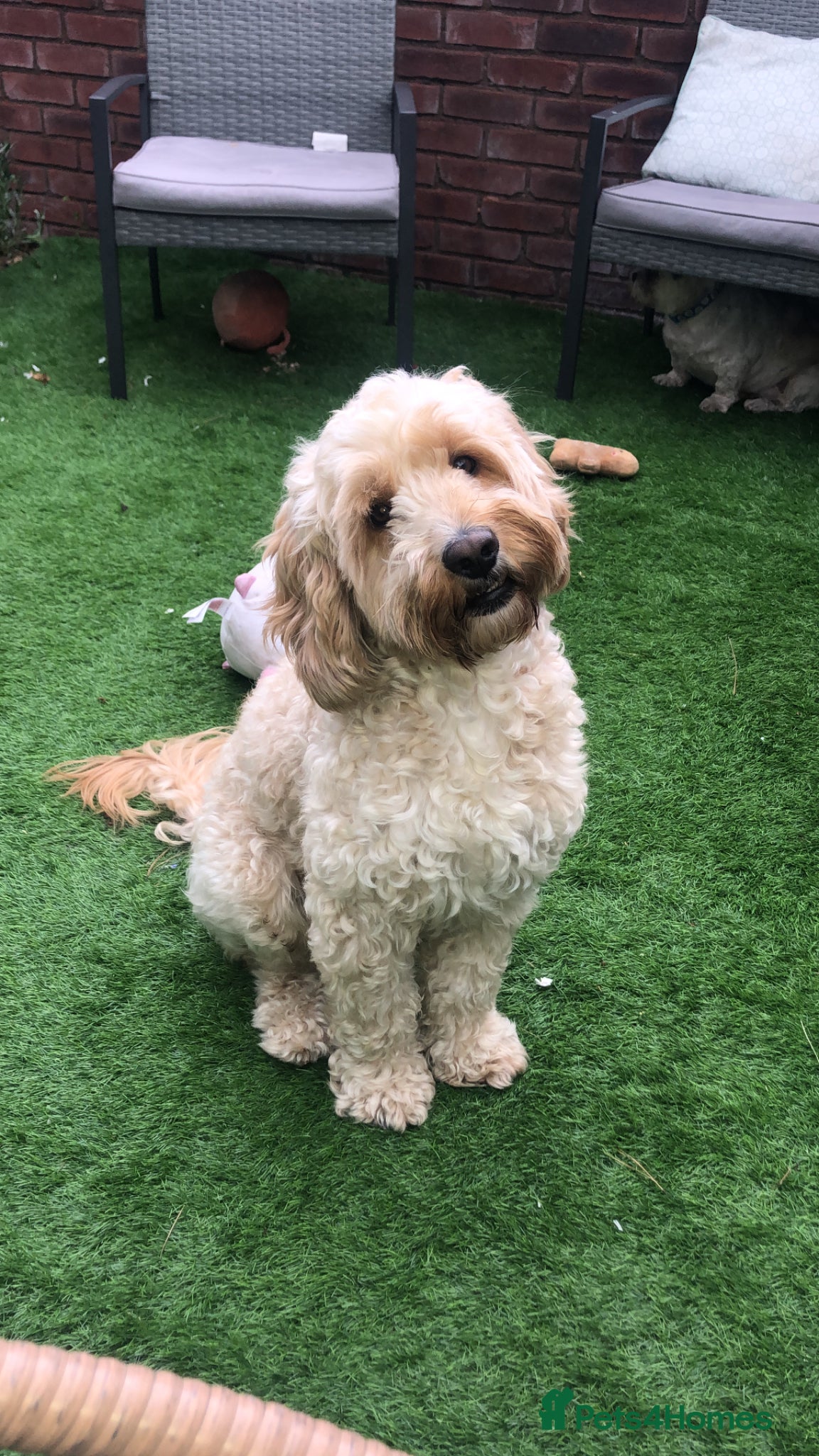 Cockapoo dogs Male Cockapoo for adoption, not for sale. - Advert 1