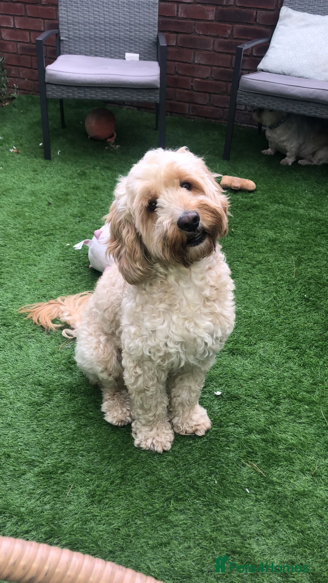 Cockapoo dogs for sale: Male Cockapoo for adoption, not for sale. - Advert 1