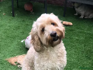 Cockapoo dogs Male Cockapoo for adoption, not for sale. - Advert 1