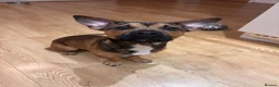 Mixed Breed dogs for sale: Dougie - Frenchie X Jack Russel  - Advert 5