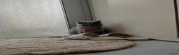 British Shorthair cats for sale: Gorgeous British Shorthair Blue Kittens in Shepperton - Advert 13