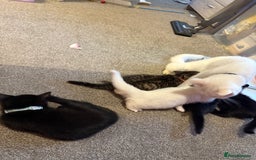 British Shorthair cats for sale: Male black kitten called snitch  - Image 6