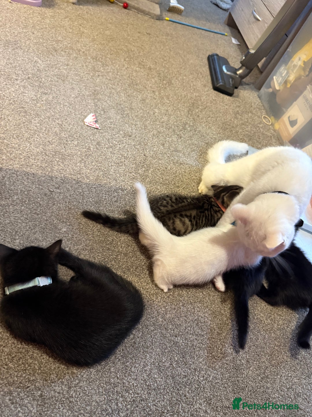 British Shorthair cats for sale: Male black kitten called snitch  - Image 6