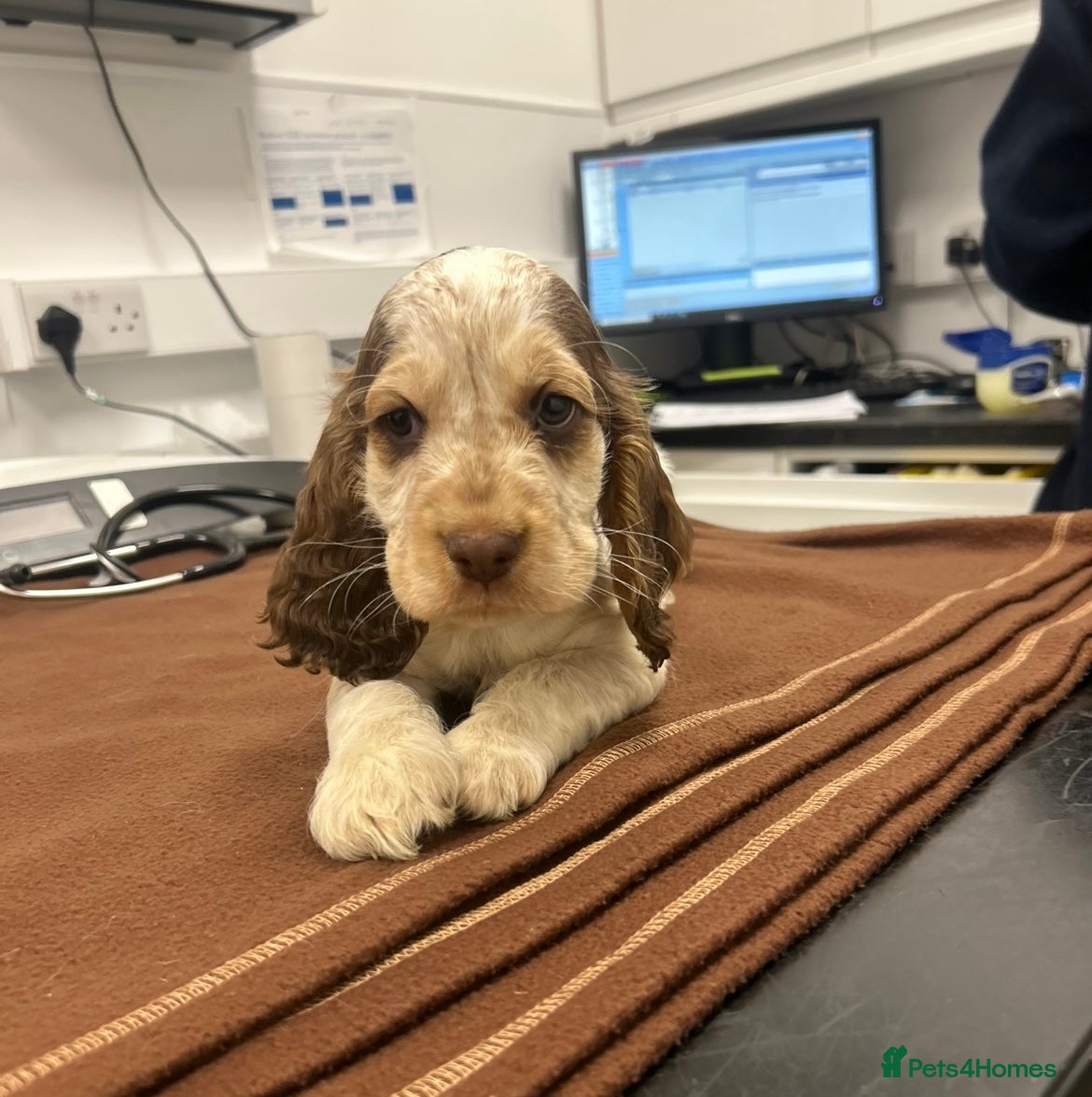 Cocker Spaniel dogs Beautiful KC reg Cocker Spaniel Pups - Advert 3