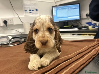 Cocker Spaniel dogs Beautiful KC reg Cocker Spaniel Pups - Advert 2