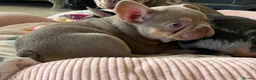 French Bulldog dogs for sale: TOP QUALITY FRENCH BULLDOG PUPPIES  - Advert 17
