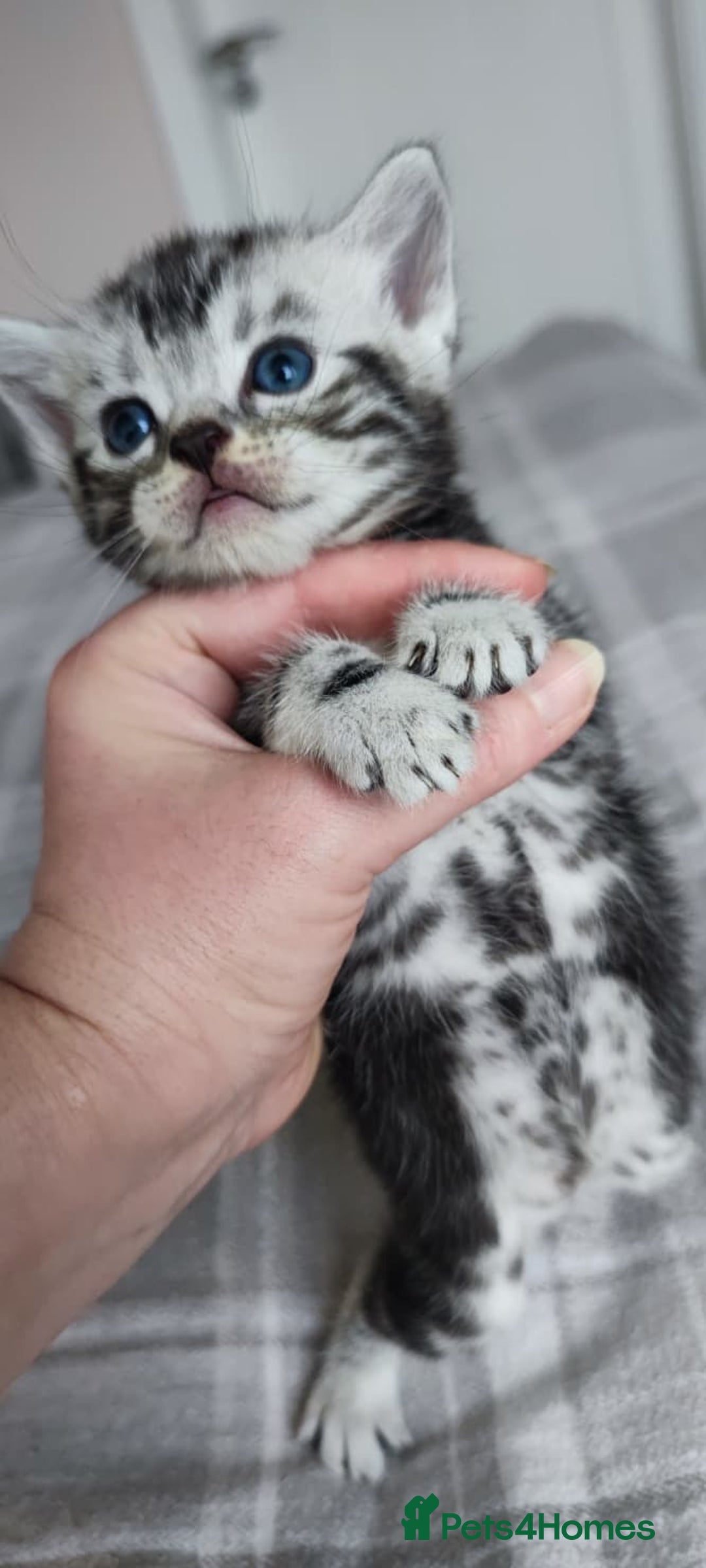 British Shorthair cats for sale: ✨4 Pure BSH Tabby kittens✨ - Advert 7