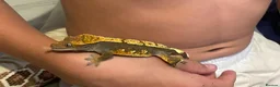 Gecko reptiles for sale: Crested Gecko with full set up  in Doncaster - Advert 2