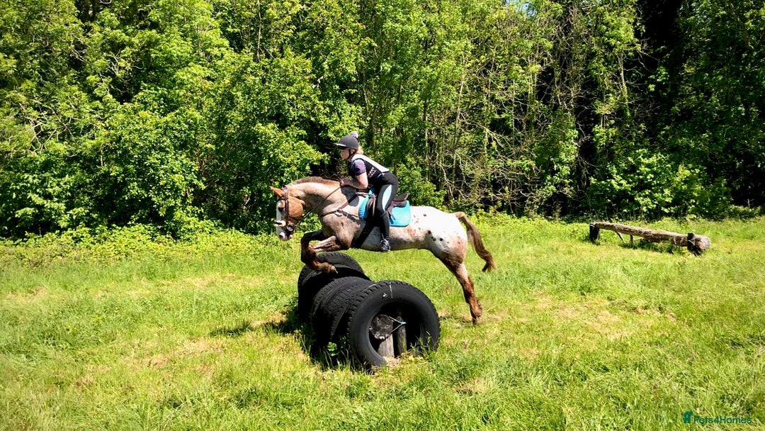 Appaloosa horses for sale: Perfect allrounder for sale - Image 5