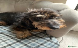 Miniature Dachshund dogs for stud: MINIATURE WIREHAIRED DACHSHUND STUD *PROVEN**KC ** in Manchester - Image 6