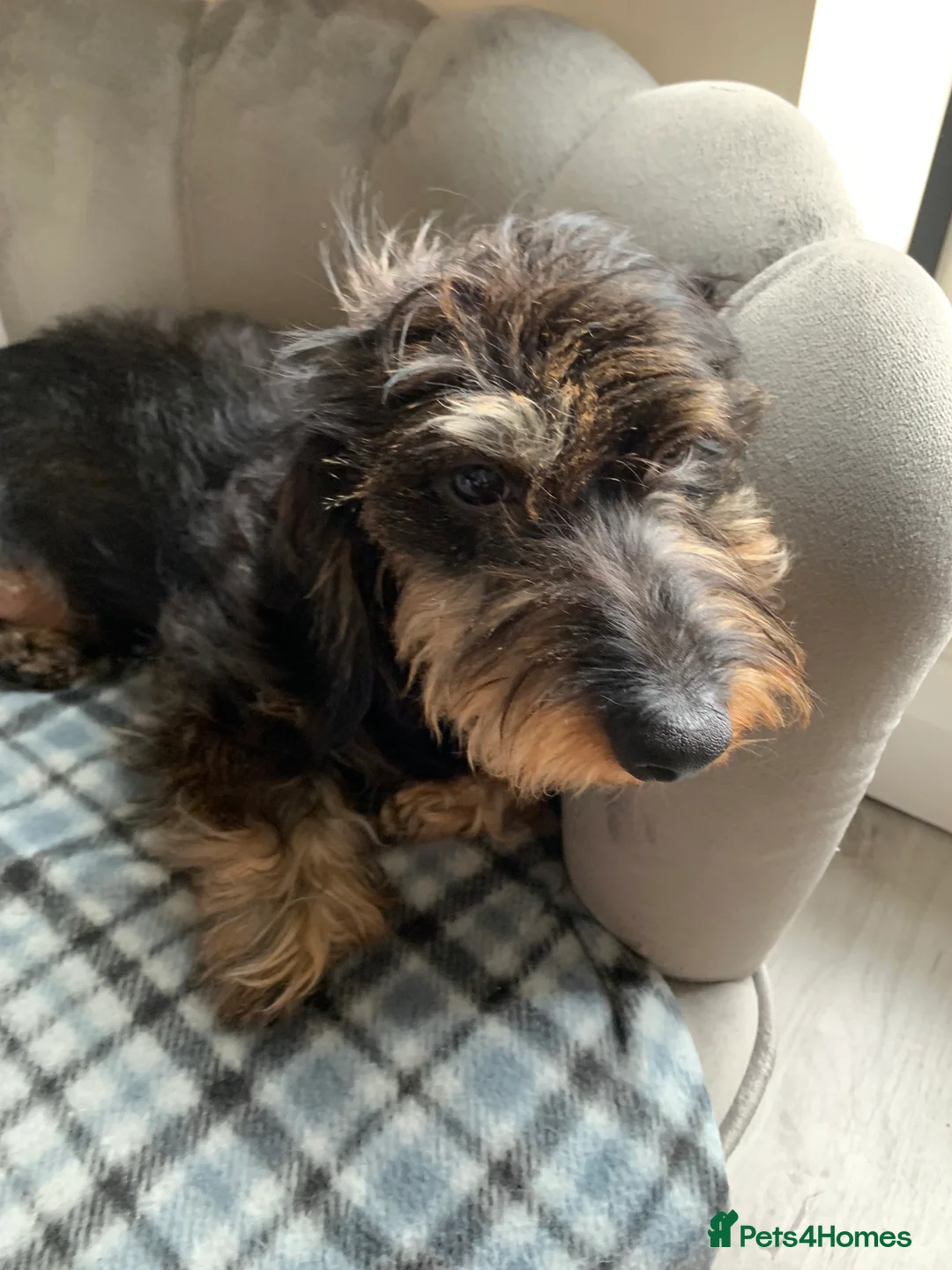 Miniature Dachshund dogs for stud: MINIATURE WIREHAIRED DACHSHUND STUD *PROVEN**KC ** in Manchester - Advert 6