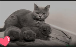 British Shorthair cats for sale: British shorthair kittens  - Image 2