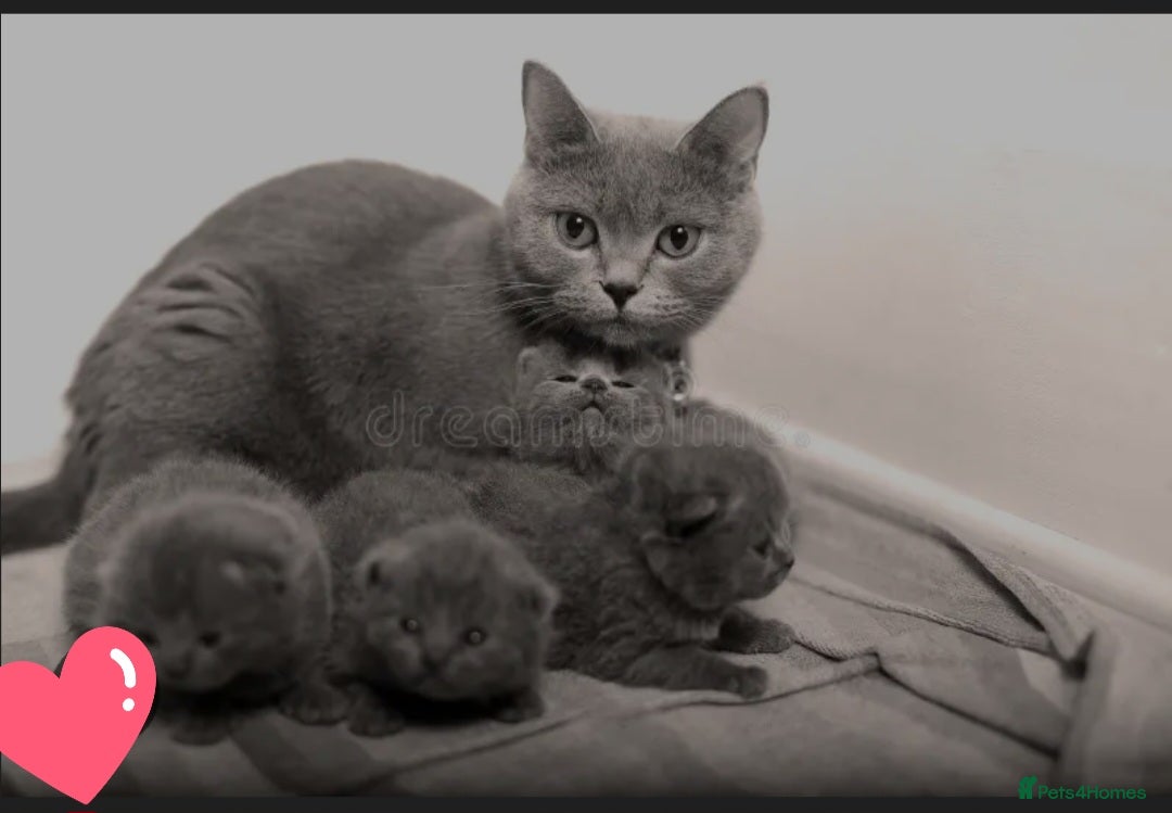 British Shorthair cats for sale: British shorthair kittens  - Image 2