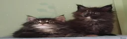 Maine Coon cats for sale: GCCF REGISTERED MAINE COON KITTENS FOR SALE  - Advert 21