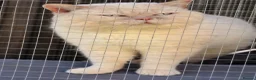 British Shorthair cats for sale: Flame colourpoint Active Stud cat Zeus - Advert 6