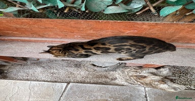 Bengal cats - Advert 8