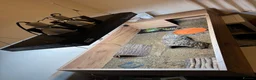 Hermann Tortoise reptiles for sale: Hermann tortoise and table  - Advert 5