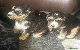 Cockapoo dogs for sale: F2b Cockapoo Pups - Image 4