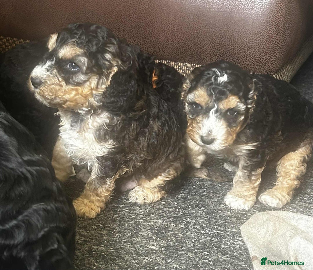 Cockapoo dogs for sale: F2b Cockapoo Pups - Image 4