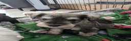 Miniature Schnauzer dogs for sale: KC Registered Miniature Schnauzer Puppies  - Advert 14