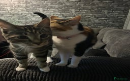 Domestic Shorthair cats for sale: 2 beautiful female cats needing new loving homes  - Advert 6