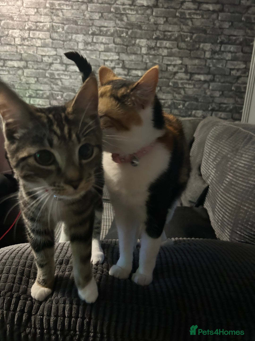Domestic Shorthair cats for sale: 2 beautiful female cats needing new loving homes  - Advert 6