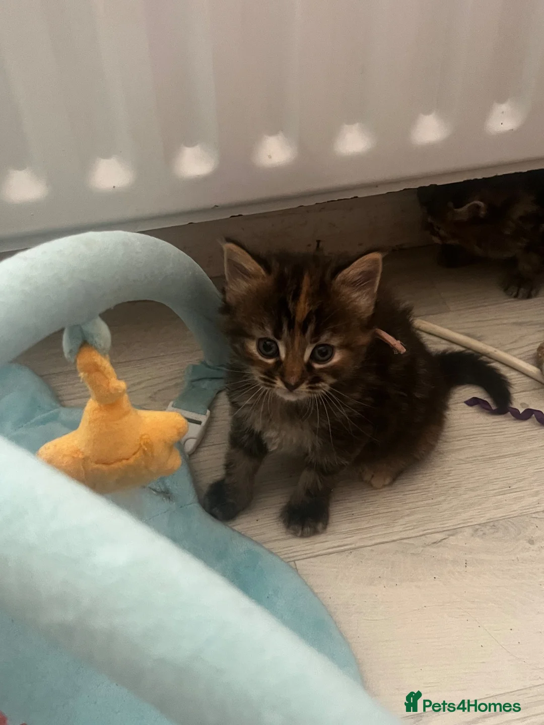 Maine Coon cats for sale: stunning maincoon cross bsh babies forsale  - Advert 7