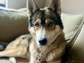 Siberian Husky dogs EXTREMELY RARE SABLE AGOUTI SIBERIAN HUSKY STUD in Coalville - Advert 13