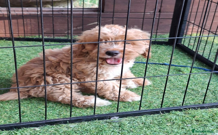 Cockapoo dogs - Advert 2