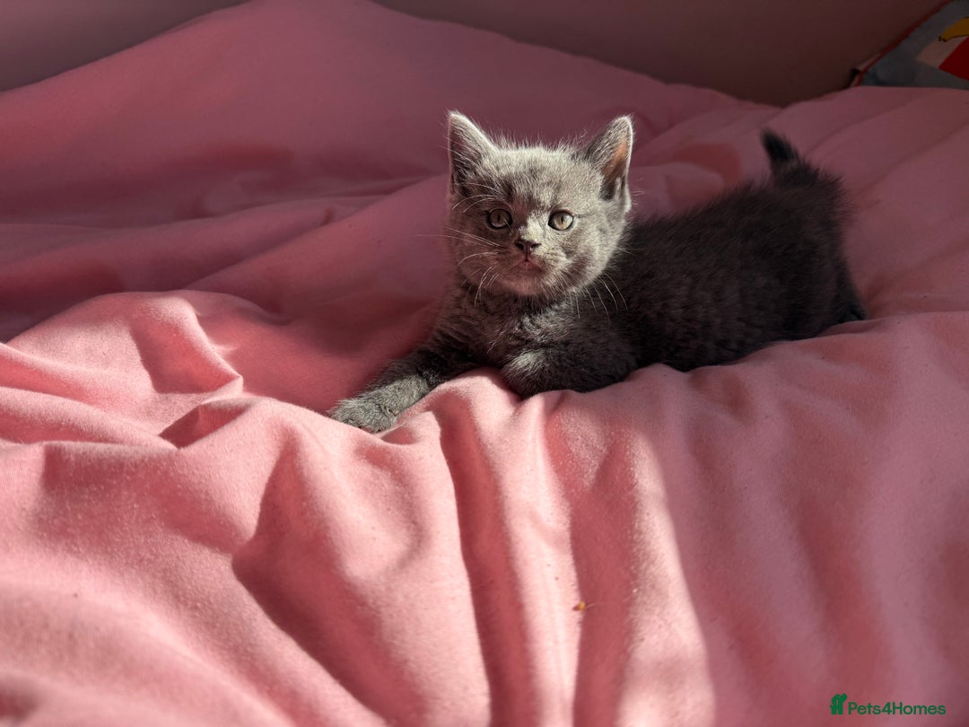 British Shorthair cats for sale: Gorgeous mixture of kittens.  - Image 5