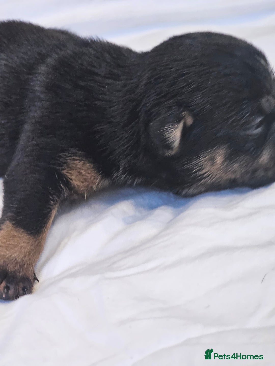 English Bulldog dogs for sale: KC Reg Champion Bloodlines 1 Girl Left £ 2800 - Image 30