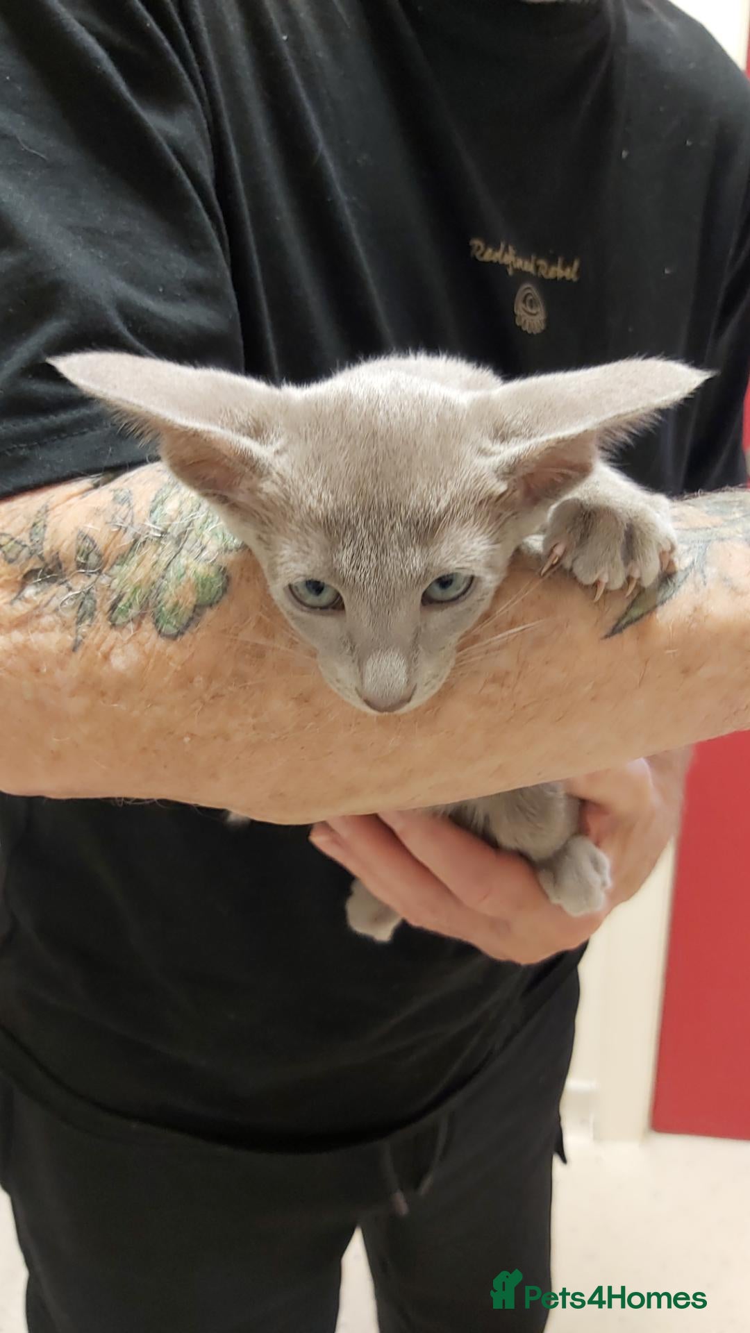 Oriental cats FULL Pedigree Oriental XL size ears GCCF - Advert 1