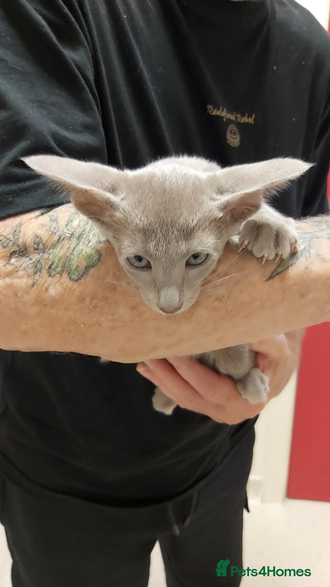 Oriental cats for sale: FULL Pedigree Oriental XL size ears GCCF - Advert 1