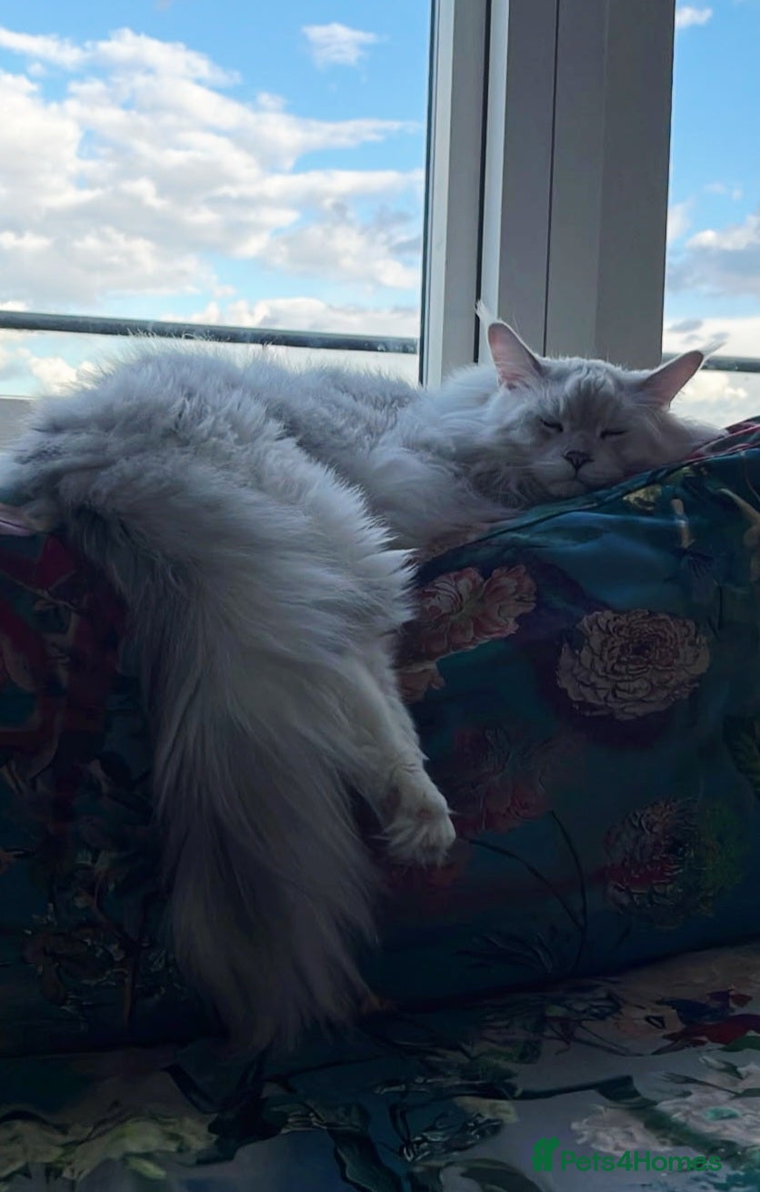 Maine Coon cats 💙 Pedigree Maine Coon Rare Shaded Affectionate  - Advert 2