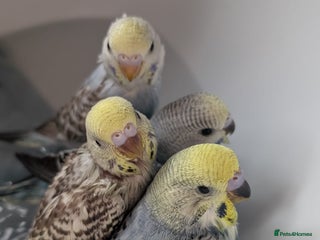 Budgerigars birds Baby budgies - Advert 5
