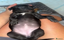 Whippet dogs for sale: 3 Whippets available from 10/09/25 - Image 16