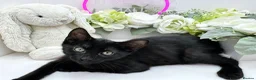 Egyptian Mau cats for sale: TICA reg Werewolf Silver EgyptianMAU x Snow Bengal - Advert 10