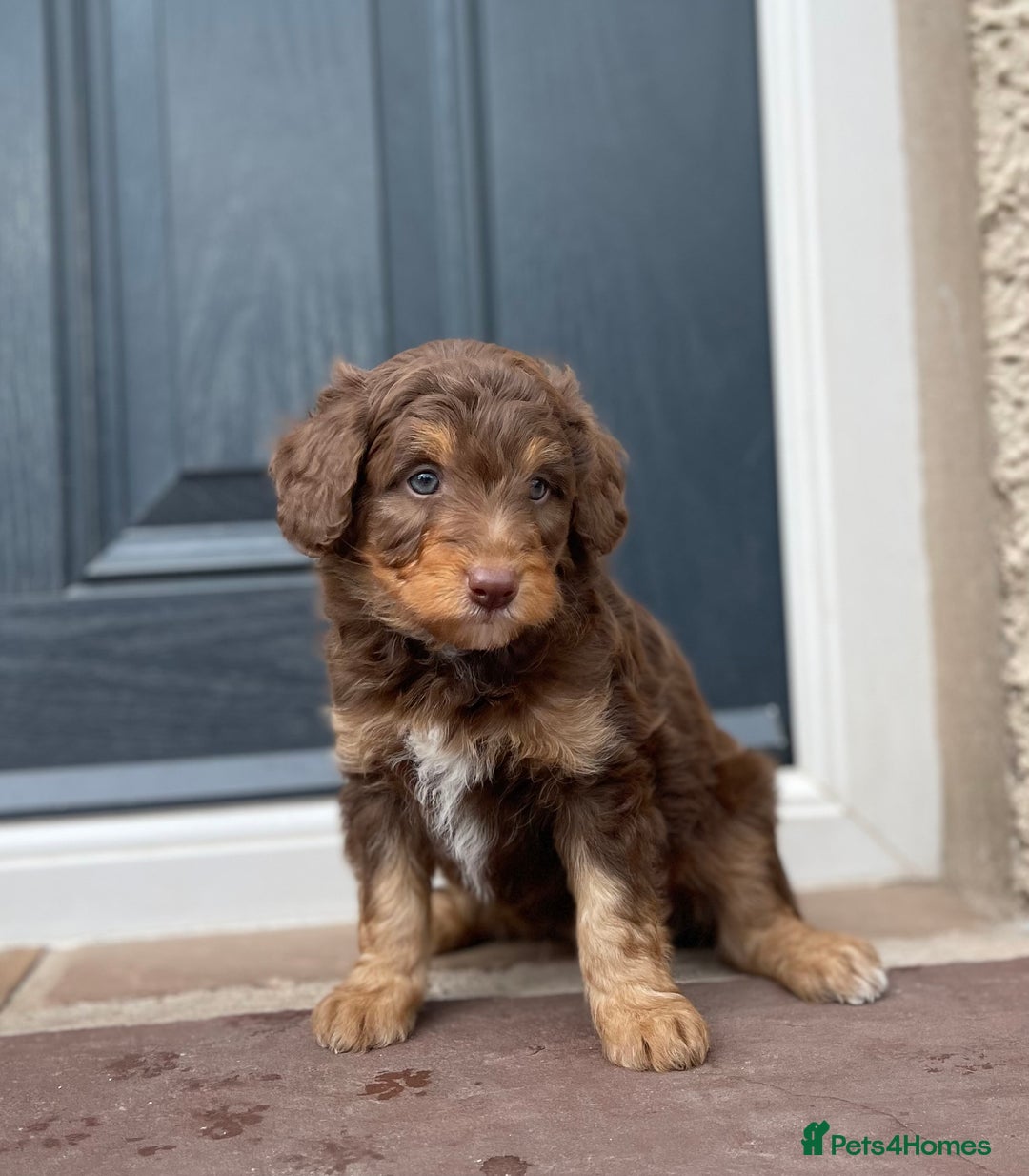 Bordoodle dogs for sale: OUTSTANDING *TRI COLOUR* MINIATURE BORDOODLES - Image 13