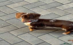 Miniature Dachshund dogs for sale: Miniature dachshund  - Image 2