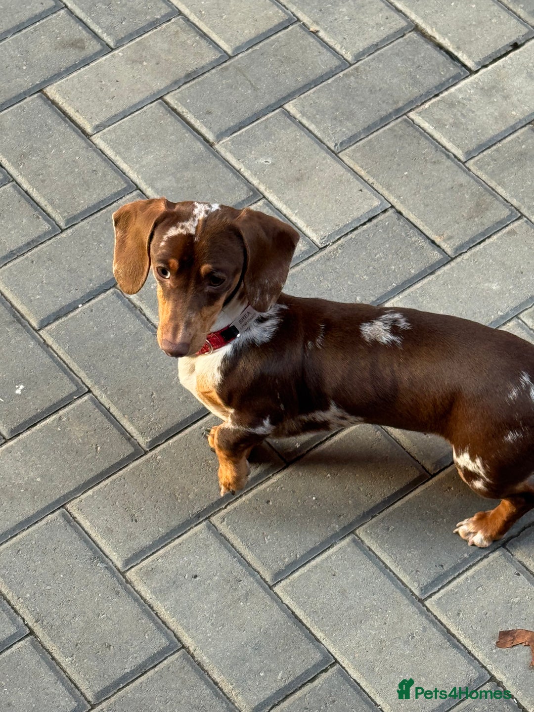 Miniature Dachshund dogs for sale: Miniature dachshund  - Image 2