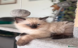 Mixed Breed cats for sale: Ragdoll and Maine Coon crossed  - Image 27