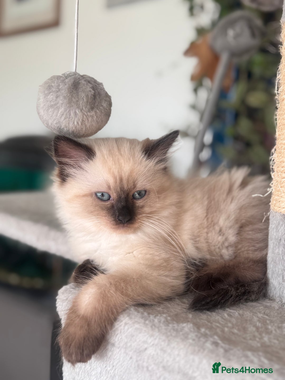 Mixed Breed cats for sale: Ragdoll and Maine Coon crossed  - Image 27