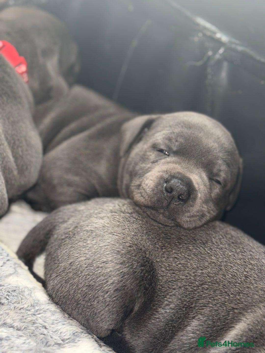 Staffordshire Bull Terrier dogs for sale: Staffordshire Bull Terrier Puppy purple  - Beautiful KC reg Blue Staffordshire bullterriers  - Image 28