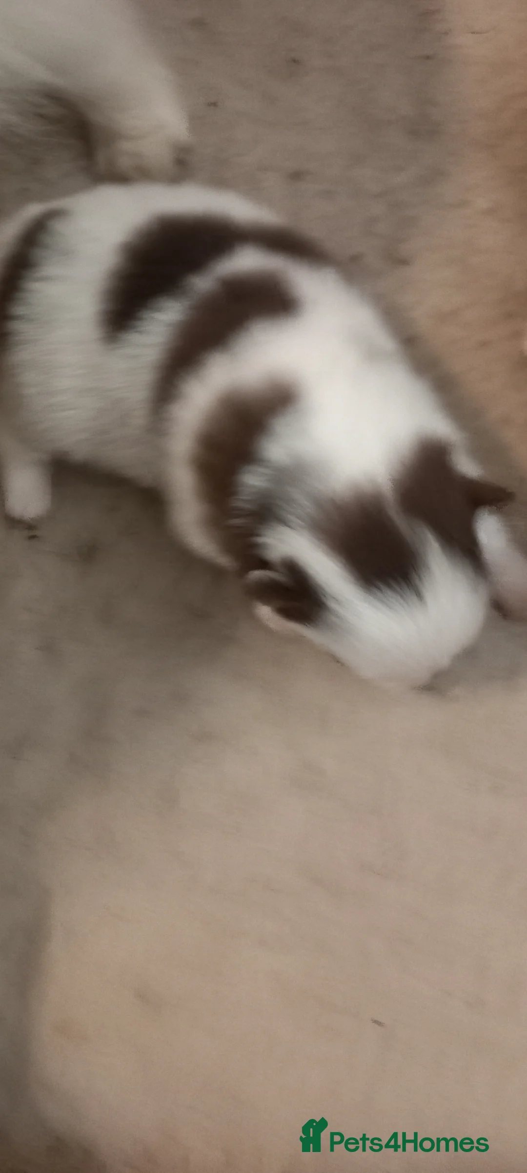 Pomeranian dogs for sale: Male pomerainian puppy available  - Advert 14