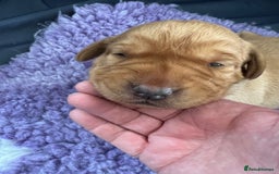 Labrador Retriever dogs for sale: Two beautiful Fox red/ yellow Labrador  puppies   - Image 5