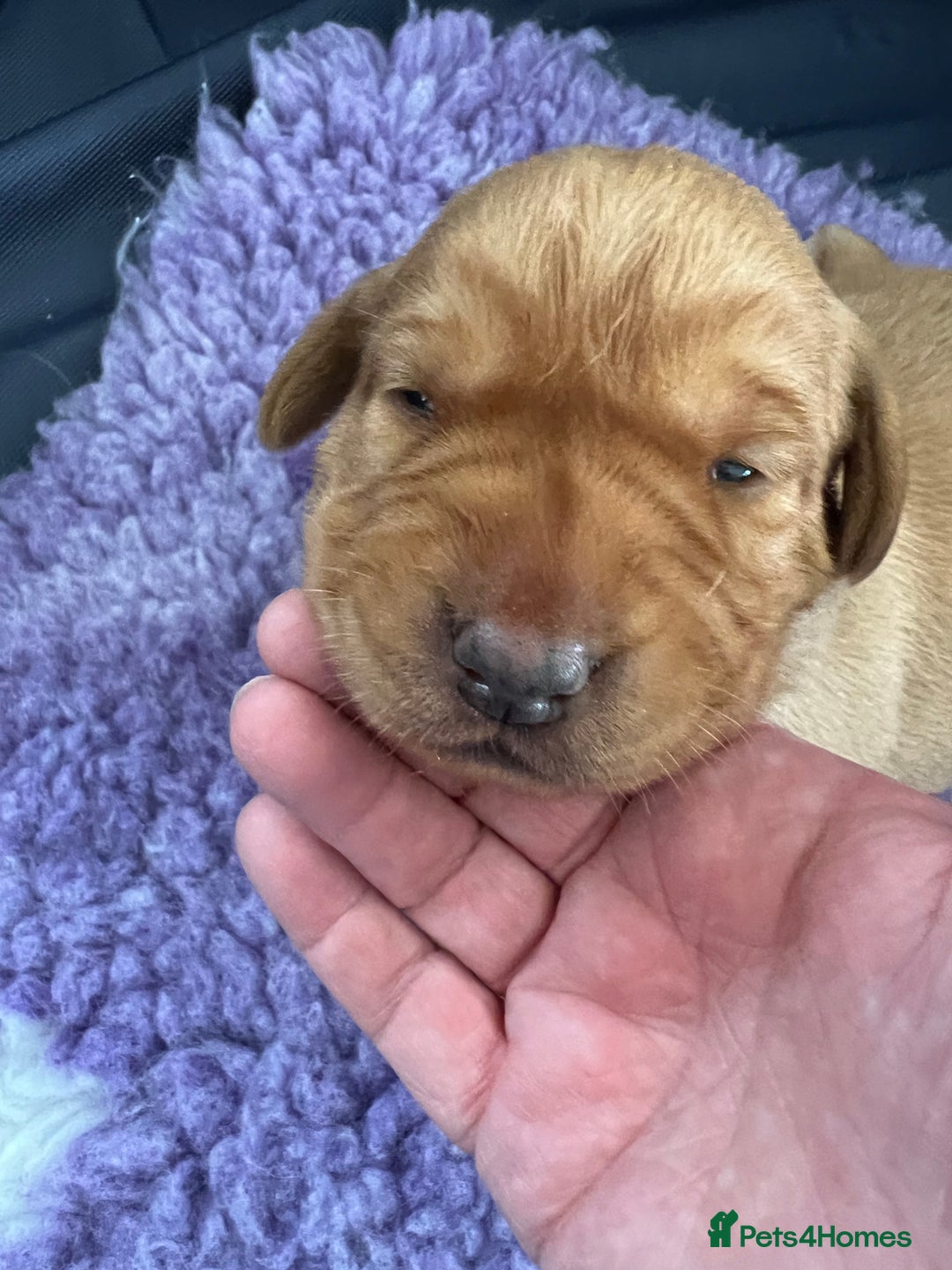 Labrador Retriever dogs for sale: Two beautiful Fox red/ yellow Labrador  puppies   - Image 5