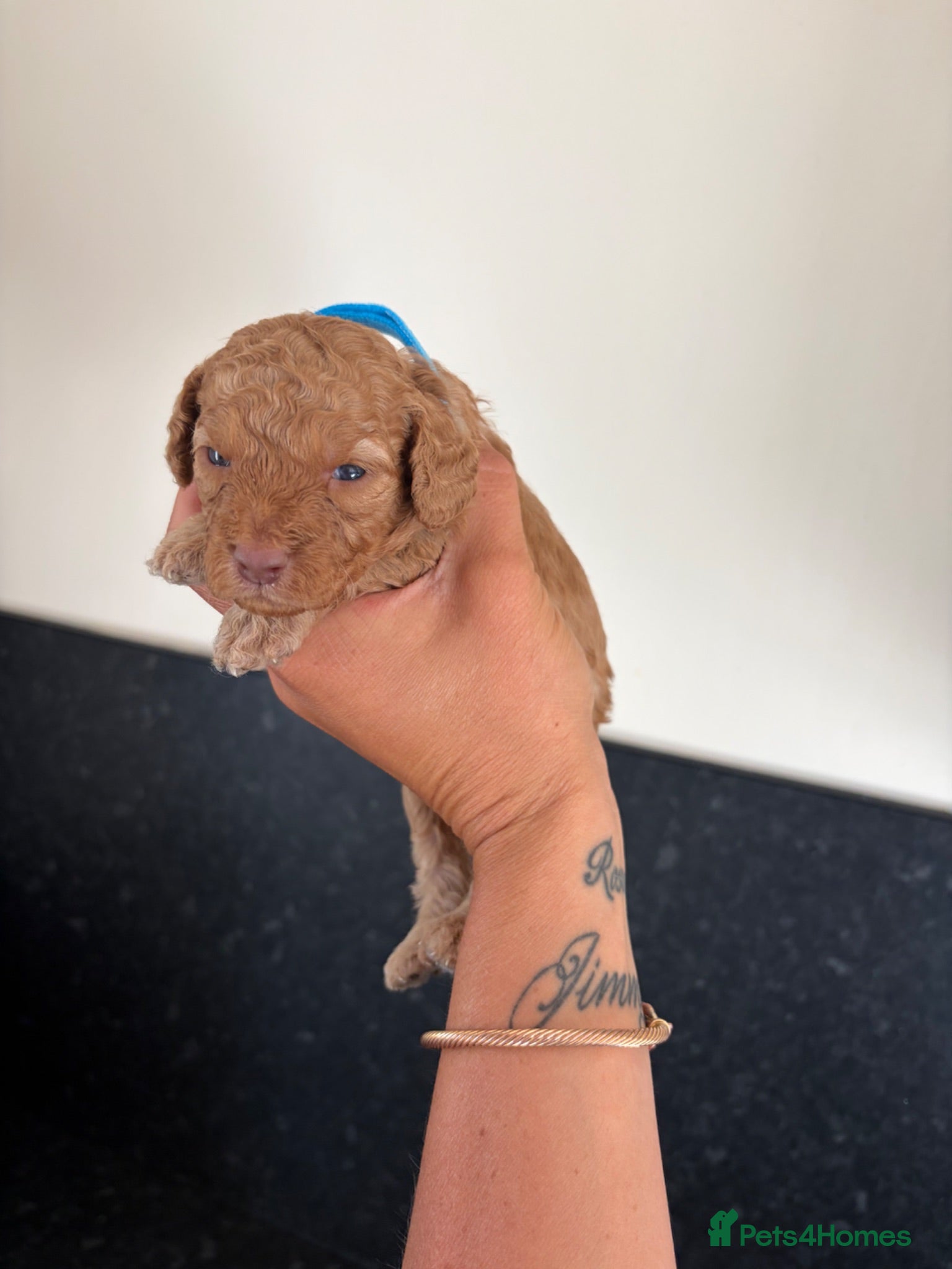 Cockapoo dogs Miniature Cockapoo Puppies - Advert 12